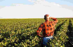 Receita Federal intima produtores e empresas rurais Funrural 33