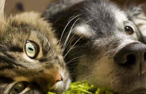 Centro de Zoonoses tem quase 200 cães e gatos disponíveis para adoção Gato 33