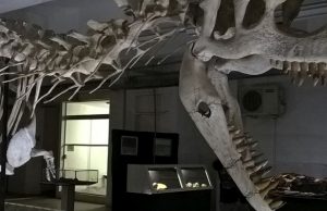 Após incêndio no RJ, museus abrem as portas para refletir história e ciência MUSEU02