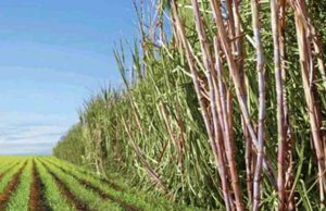 Raízen deve produzir menos açúcar na safra 2018/19 Raizen 23