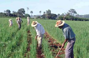 Receita anuncia que adesão ao PRR tem novo prazo Refis Rural 39