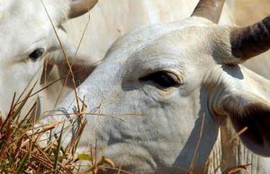 Brasil vai exportar material genético bovino e bubalino Boi 84