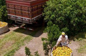 Balança comercial de Araraquara apresentou crescimento de 9,8% em 2018 Cutrale 90