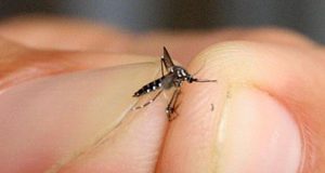 Dengue avança e combate ainda não consegue derrubar o mosquito Dengue 90