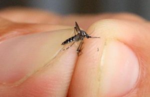 Dengue avança e combate ainda não consegue derrubar o mosquito Dengue 90