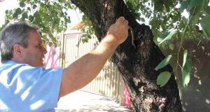Atraso na vistoria de árvores é motivo de preocupação Edson Hel 89