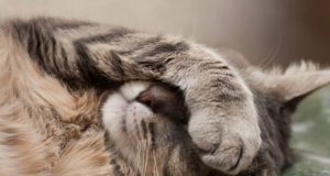 Desconto no IPTU para quem adotar animais domésticos deixa os pets apreensivos Gato 85