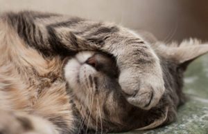 Desconto no IPTU para quem adotar animais domésticos deixa os pets apreensivos Gato 85