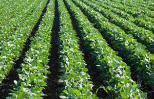 Cresce o registro de produtos biológicos para uso agrícola Lavoura 82