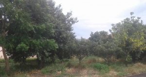 Terrenos do município trazem insegurança a moradores do Jardim Brasília Terreno 73