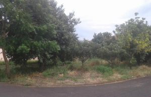 Terrenos do município trazem insegurança a moradores do Jardim Brasília Terreno 73
