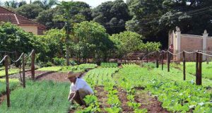 Dívidas de financiamento para produtores e cooperativas no BNDES são prorrogadas Agriculcultor 103
