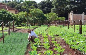 Dívidas de financiamento para produtores e cooperativas no BNDES são prorrogadas Agriculcultor 103