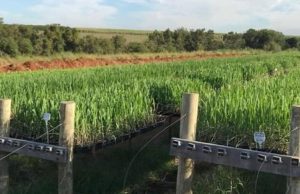 Primeira produtora certificada de MPBs é de Taquaritinga Cana 103