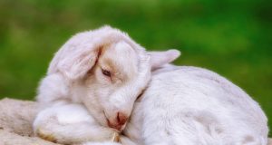 STF decide que sacrifício de animais em cultos religiosos é constitucional Animal STF