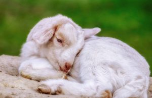 Animal STF