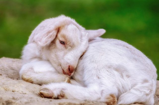 Animal STF Animal STF