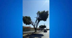 Arvore sol