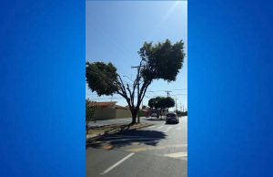 Arvore sol