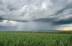 Cana Chuva 109