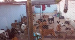 Abandono de animais tem aumentado em Araraquara e protetora pede socorro Canil veronica