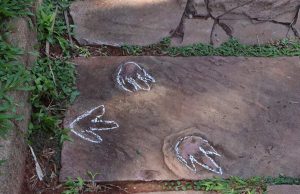 Dinossauros pegadas