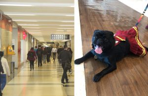Cachorro no shopping
