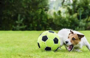 Campanha Cachorro Capa