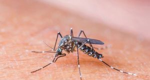 Sobe para 6.477 o numero de casos de dengue em Araraquara Dengue Hoje 2019