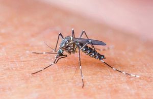 Dengue Hoje 2019