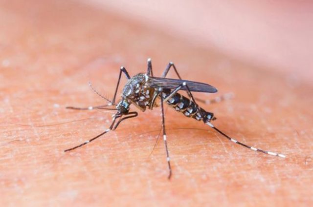 Dengue Hoje 2019 Dengue Hoje 2019