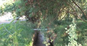 Agua Branca