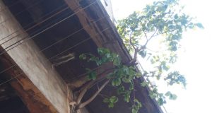 Arvore no viatudo