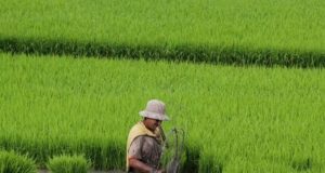 Colheita de Arroz 133