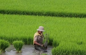 Liberação do orçamento para o Programa de Seguro Rural Colheita de Arroz 133