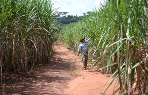 Sem recuperação nos preços do açúcar, usinas focam no etanol Etanol joao