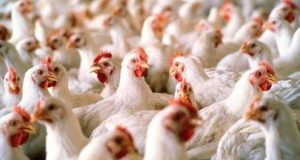 Frango 140