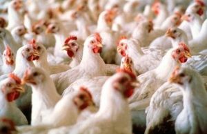 Frango 140
