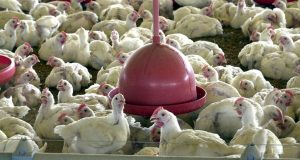 Frango 67
