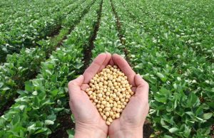 Conab eleva projeção para safras de soja e milho Milho e Soja