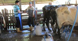 Leite: deputado quer desconto de 30% na conta de luz de produtores