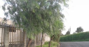 Projeto de lei que prevê regularização de calçadas com gramado é discutido na Prefeitura