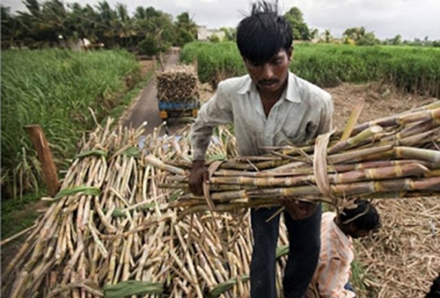 Açucar na India