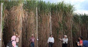 Engenharia Fitossanidade em Cana-de-açúcar contará com 31 pesquisadores