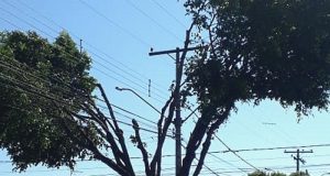 Será que a CPFL também recebe multa por podas drásticas de árvores?