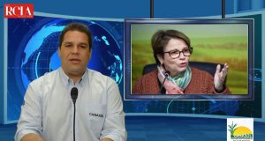 1ª laranja resistente ao greening e amarelinho