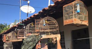 PM Ambiental apreende e resgata mais de 680 animais durante operação