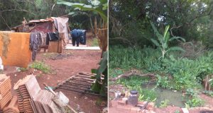 Cachorro morre de fome acorrentado em barraco no Parque Gramado II