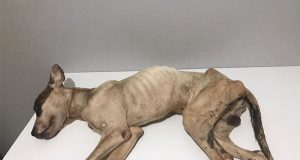 Lei Sansão que pune maus tratos a animais é descumprida em Araraquara