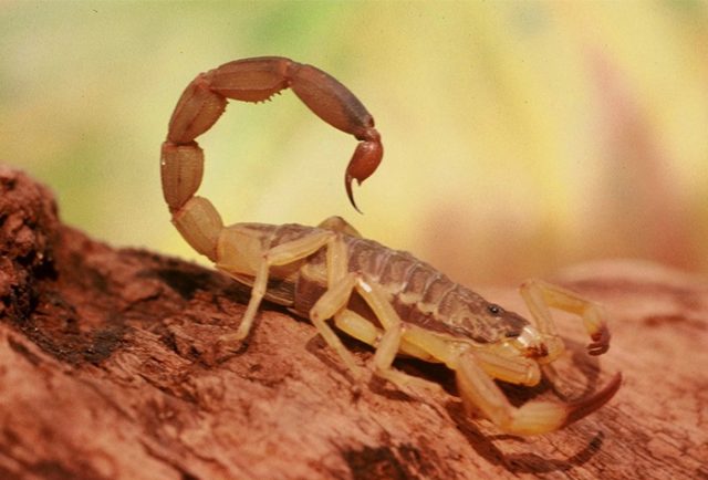 escorpião